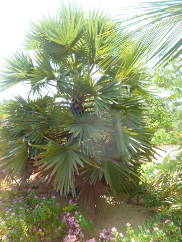 Palagama Beach