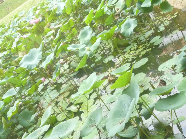 Mahaweli Reach Hotel