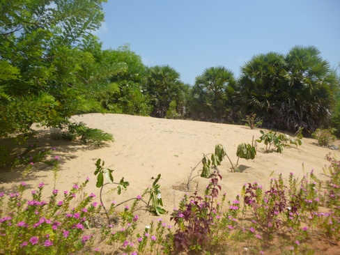 Palagama Beach