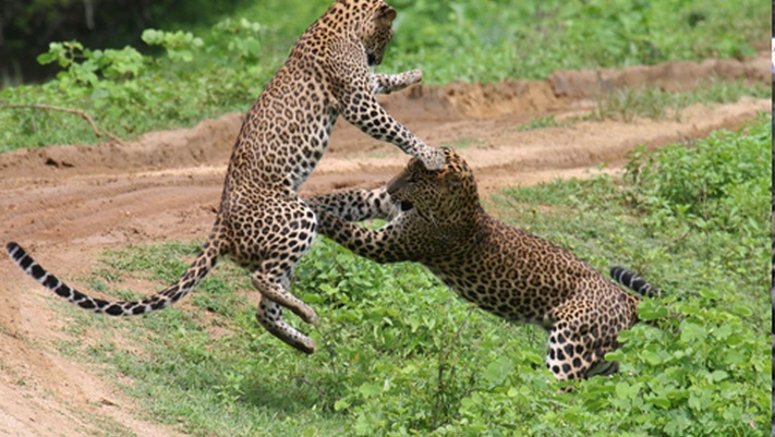 Вперед к леопардам