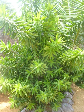 Palagama Beach