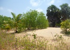 Palagama Beach