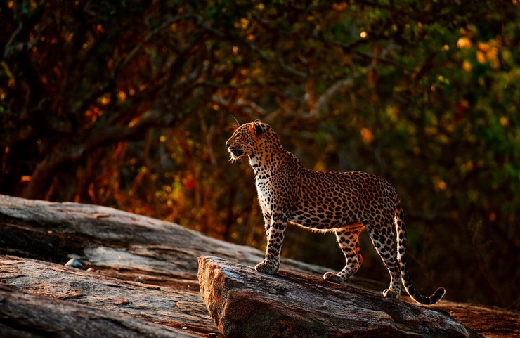 Cinnamon Wild Yala