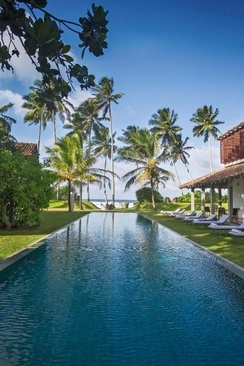 The Frangipani Tree By Edwards Collection