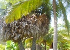 Palagama Beach