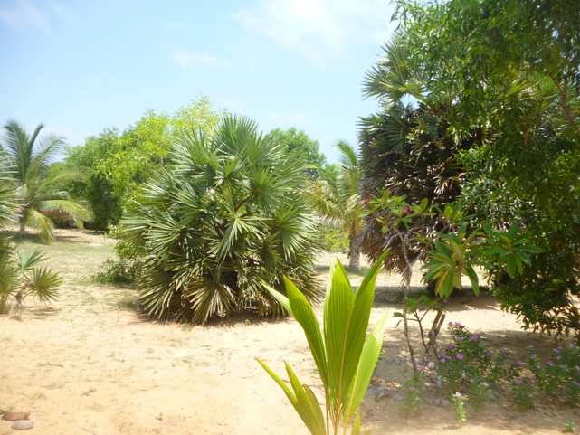 Palagama Beach