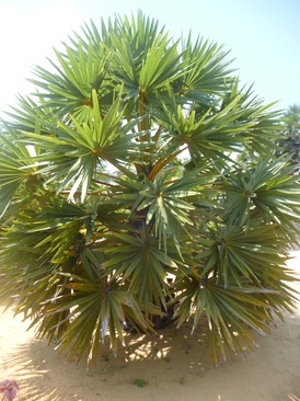 Palagama Beach