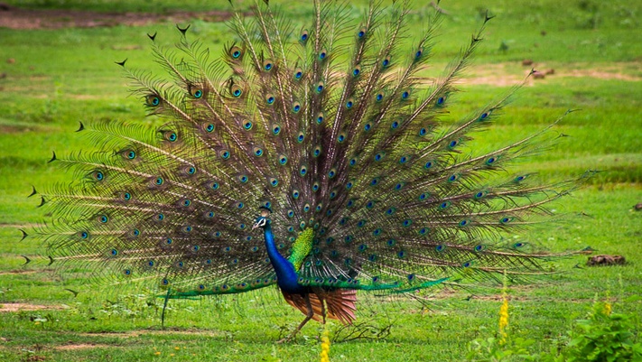 Открытие Цейлона