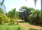 Palagama Beach
