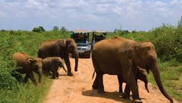 Слоны-моя любовь