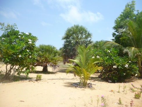 Palagama Beach