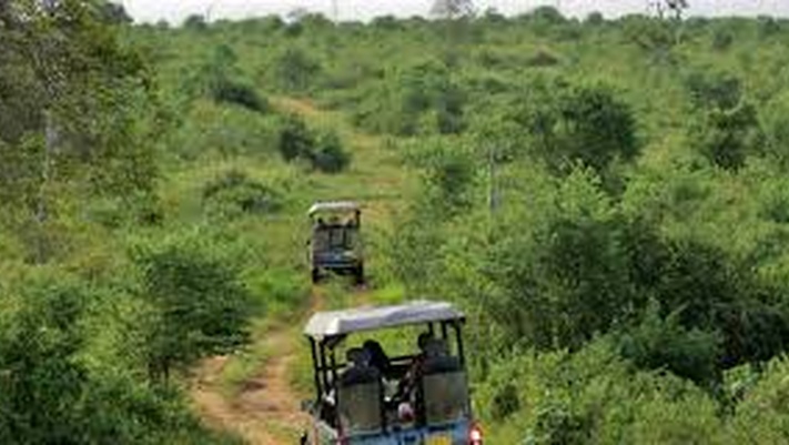 Слоны-моя любовь