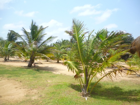 Palagama Beach