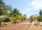 Palagama Beach