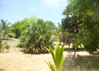 Palagama Beach