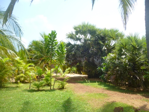 Palagama Beach