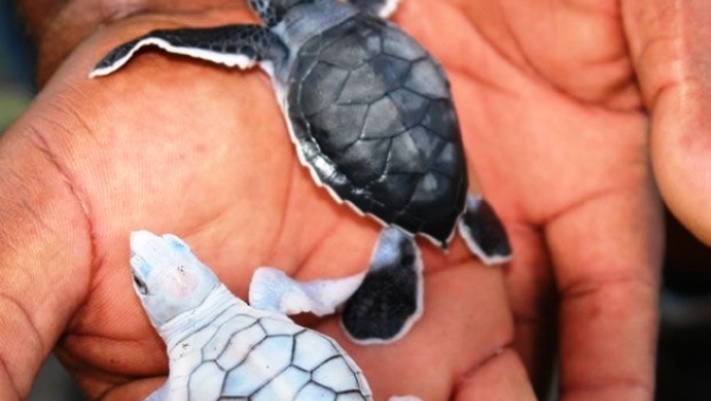 ФОРТ ГАЛЛЕ ,МАНГРОВЫЕ ЗАРОСЛИ И ЧЕРЕПАШЬЯ ФЕРМА