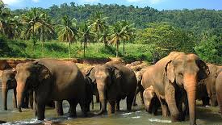 Слоновий Питомник +Священный город и чайные плантации