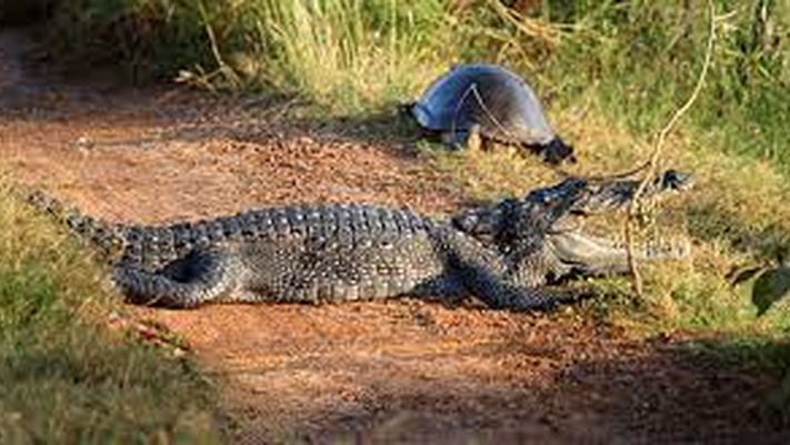 Слоны-моя любовь