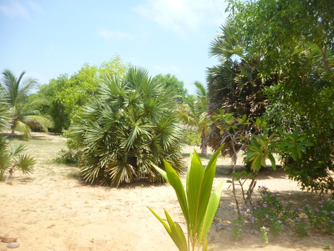 Palagama Beach