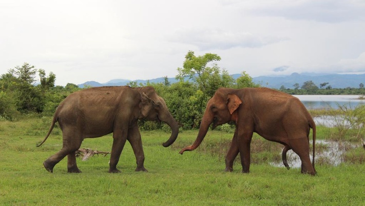 Слоны-моя любовь