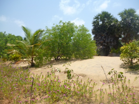 Palagama Beach