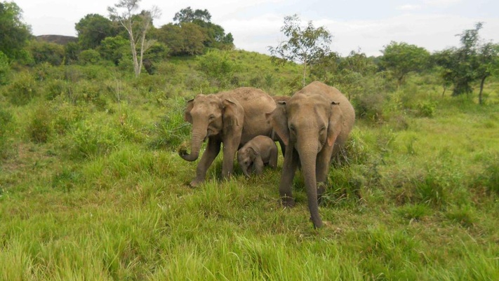 Вперед к леопардам