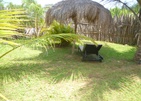 Palagama Beach