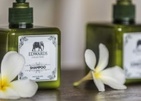 The Frangipani Tree By Edwards Collection