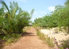 Palagama Beach