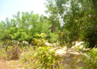 Palagama Beach