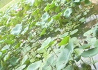 Mahaweli Reach Hotel