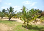 Palagama Beach