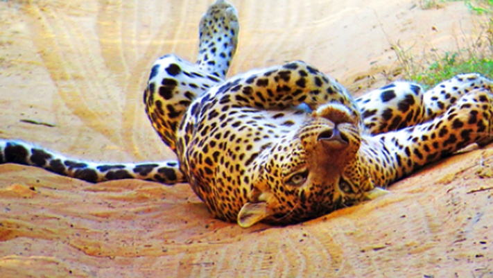 Вперед к леопардам