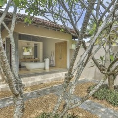 The Frangipani Tree By Edwards Collection