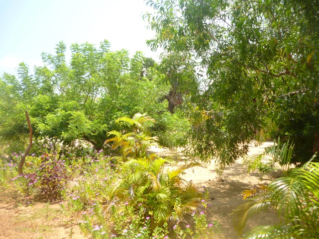 Palagama Beach