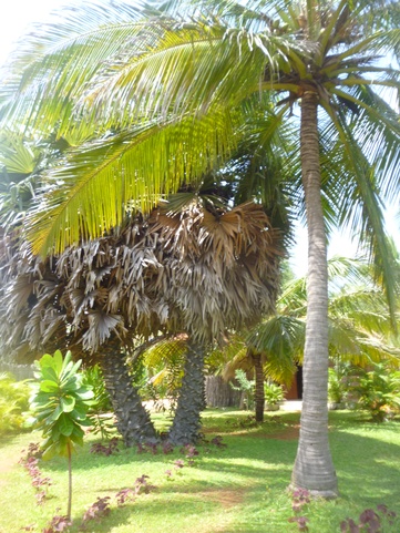 Palagama Beach