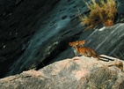 Cinnamon Wild Yala