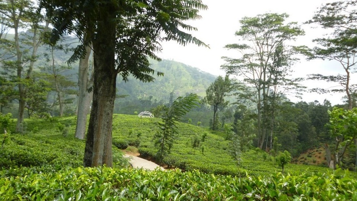 Слоновий Питомник +Священный город и чайные плантации