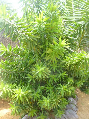 Palagama Beach